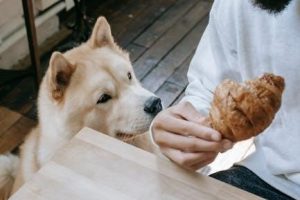 royal canin feeding guide calculator