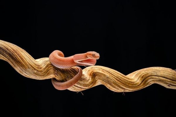 viper 5305v installation manual