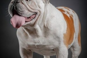 english bulldog puppy feeding guide