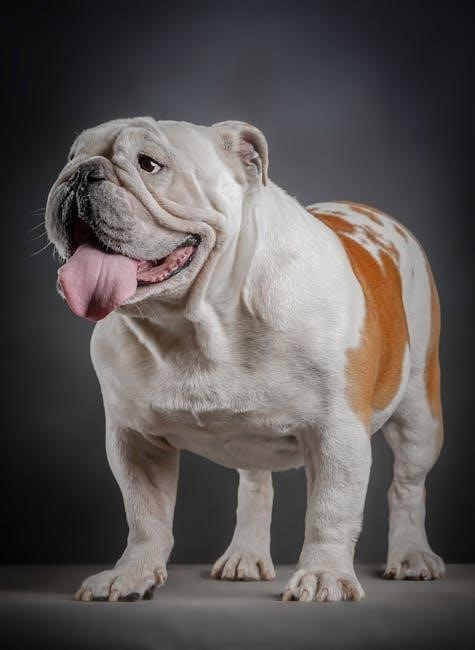 english bulldog puppy feeding guide